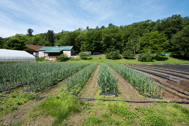 Vegetables growing in field