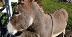 Donkeys help us protect our Nubian Goats from bob cats...
