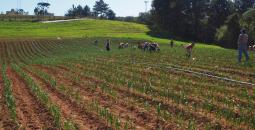 Garlic Field