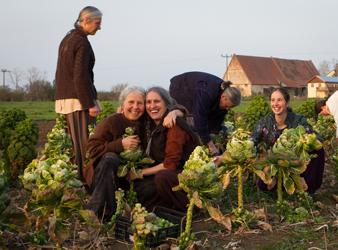 Friends picking Brussel sprouts