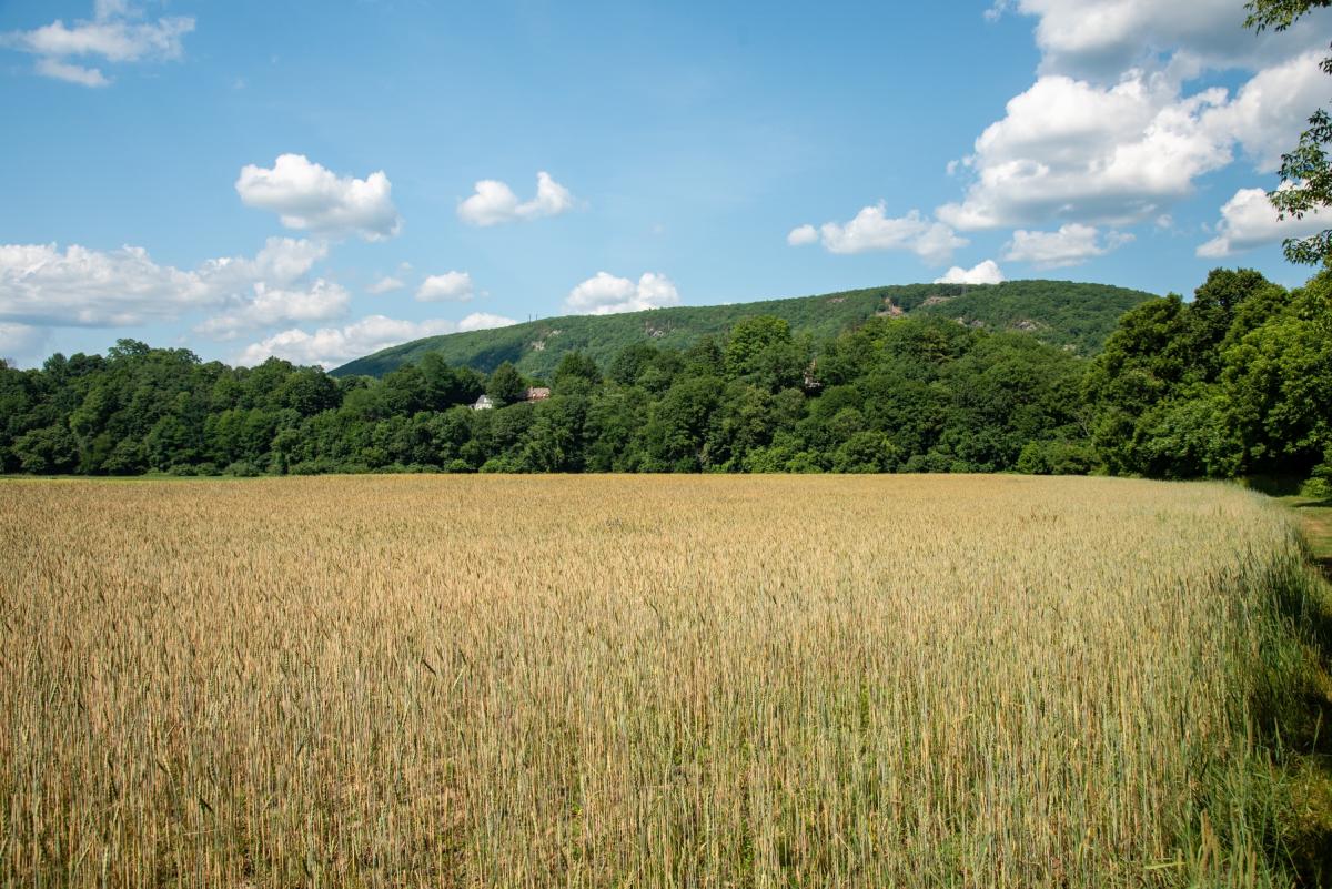 Grain fields - The Basin Farm
