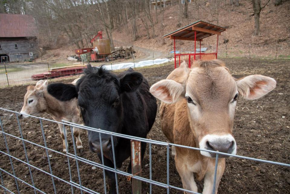 Cows