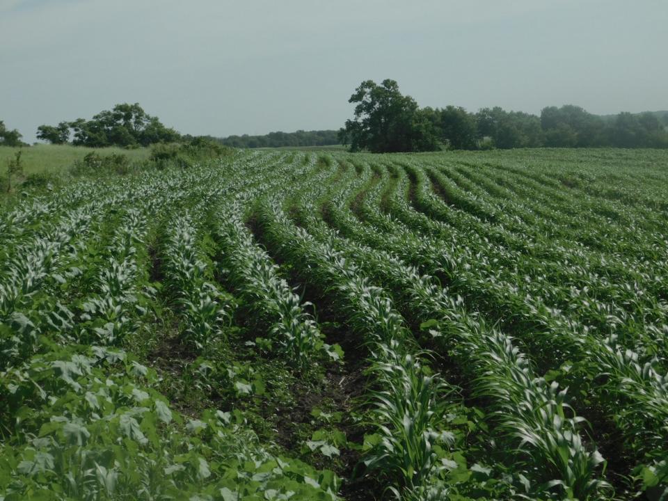fields are growing