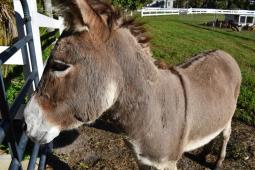 Donkeys help us protect our Nubian Goats from bob cats...