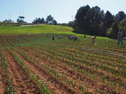 Garlic Field